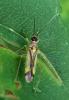 Campyloneura virgula